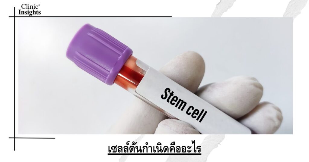 What are stem cells?