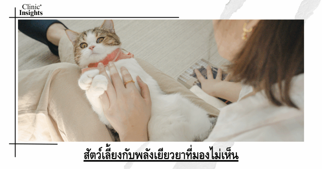 Pets with invisible healing powers