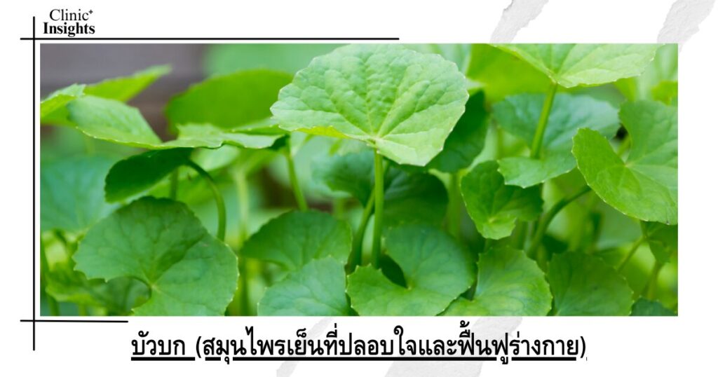 บัวบก (สมุนไพรเย็นที่ปลอบใจและฟื้นฟูร่างกาย)
