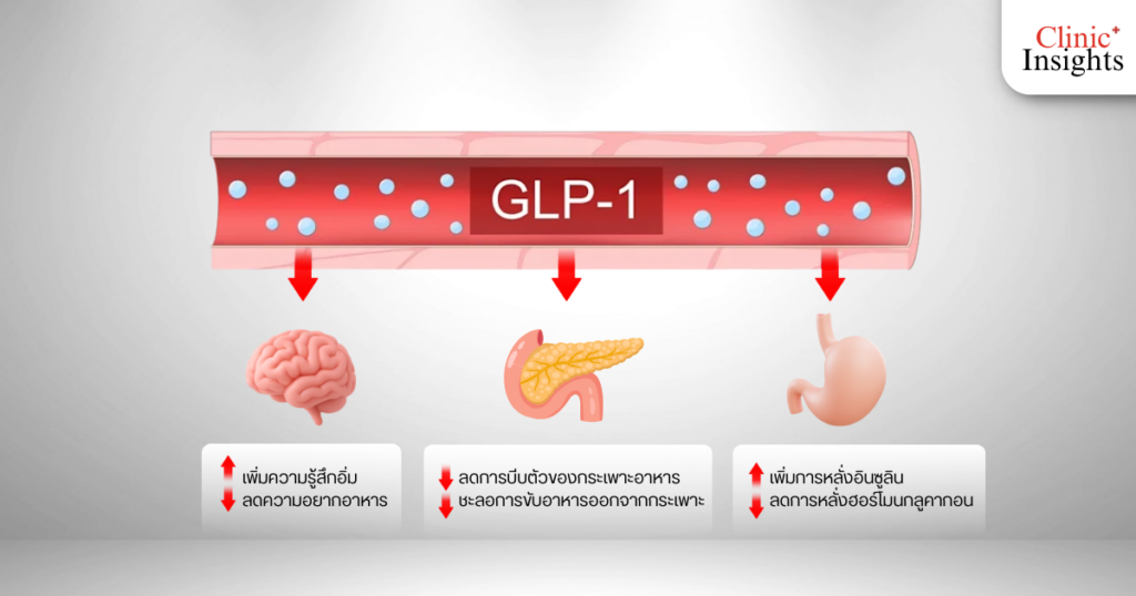 หลักการทำงานของ GLP-1