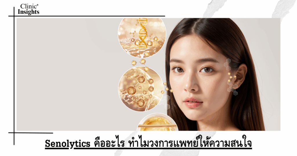 What are senolytics and why are they of interest to the medical community?